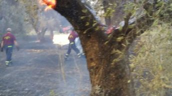 Ancora incendi a Mesagne, ulivi secolari divorati dalle fiamme