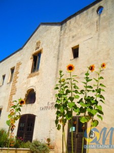 Girasoli al Convento dei Cappuccini in Mesagne_Sede ISBEM_Estate 2015